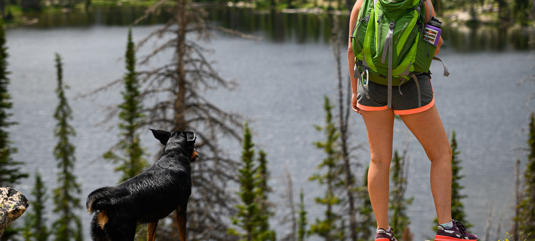 5 Summer Heat Dog Safety Tips