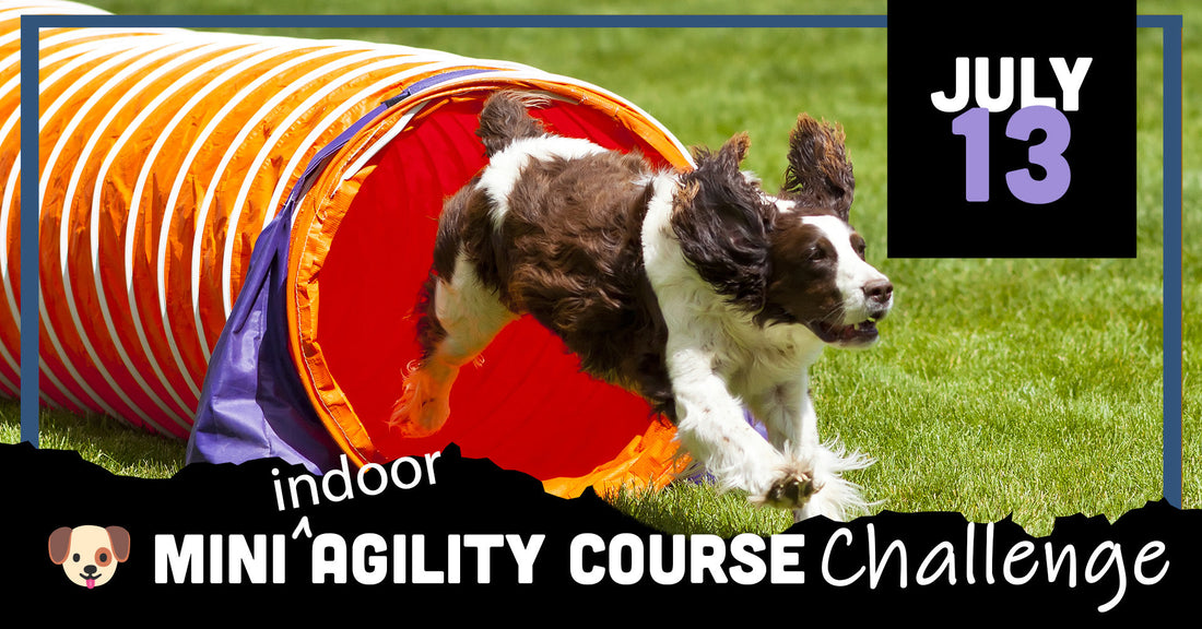 July 13 -  Mini Agility Course Challenge