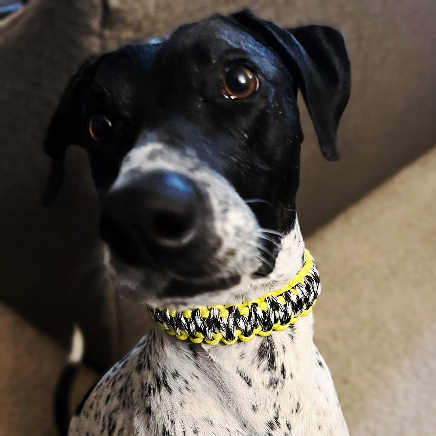 8/26 5-7PM Gear Workshop: Matching Paracord Bracelet & Dog Collar