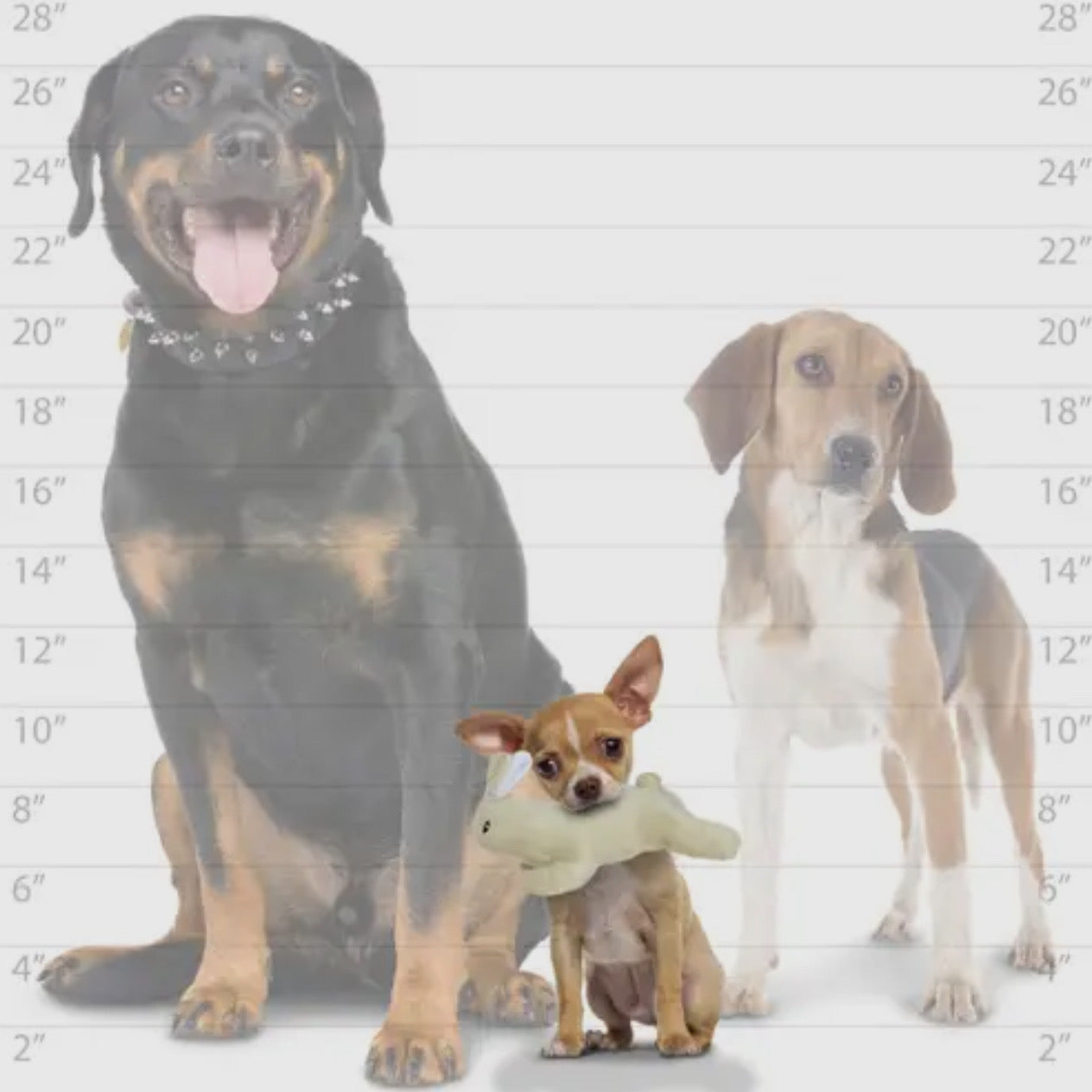 Mighty Nature Rabbit