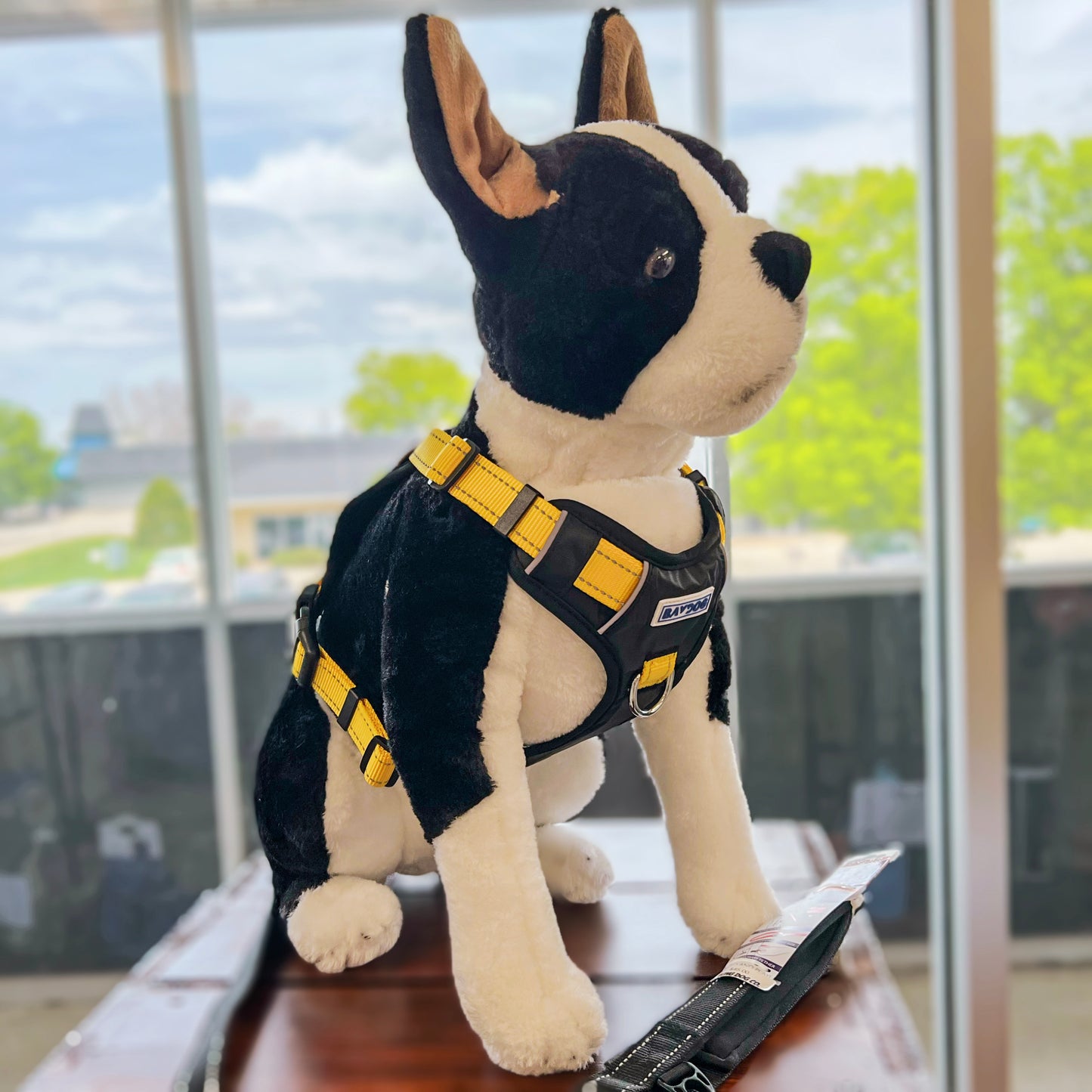 College Harness - Iowa by BAYDOG