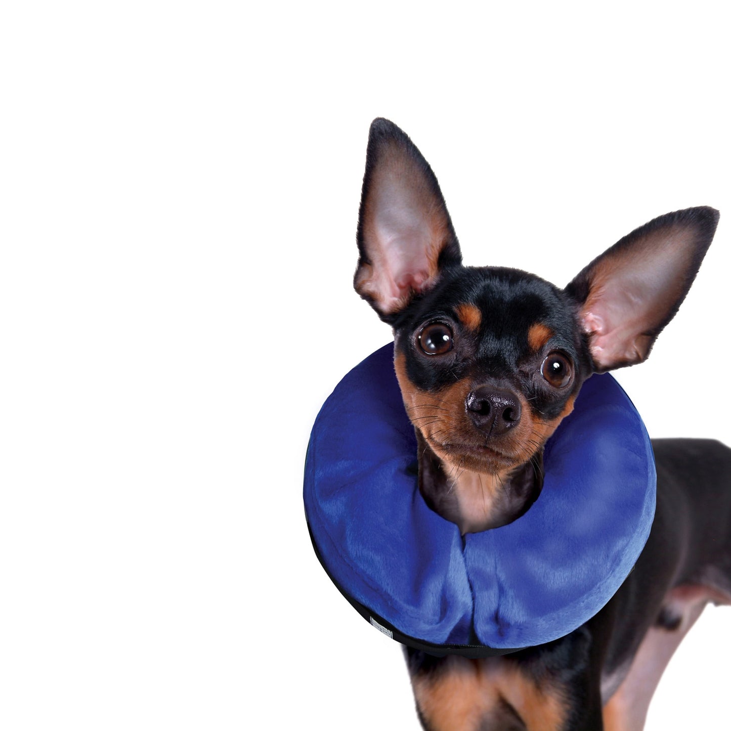 Kong® E-Collar Cloud®