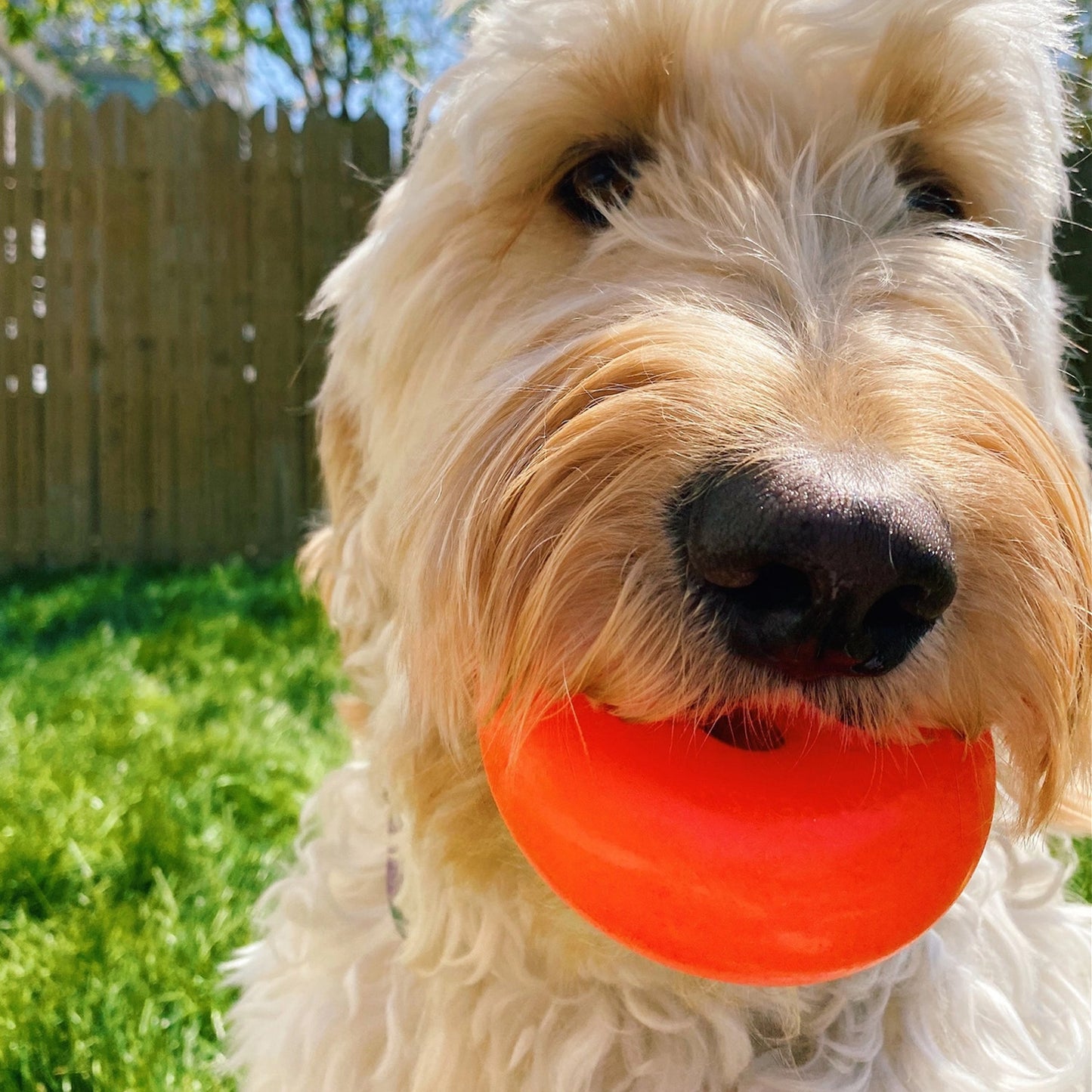 Ruff Dawg Dawg Nut Indestructible Toy