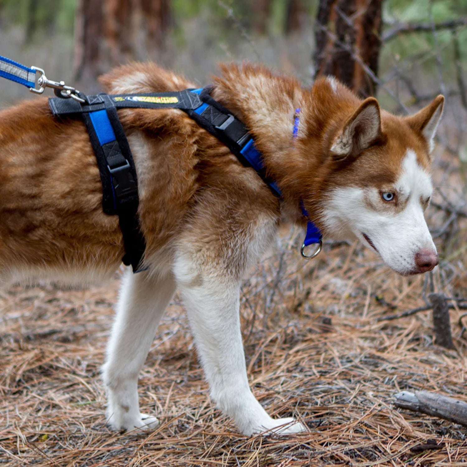 Urban Trail Adjustable Harness Hiking Dog Co