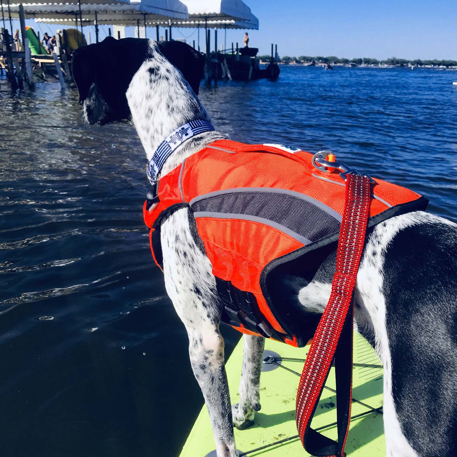 Black and white dog wearing an orange monterey bay dog lifejacket. Dog is standing on a stand up paddleboard on a lake. 