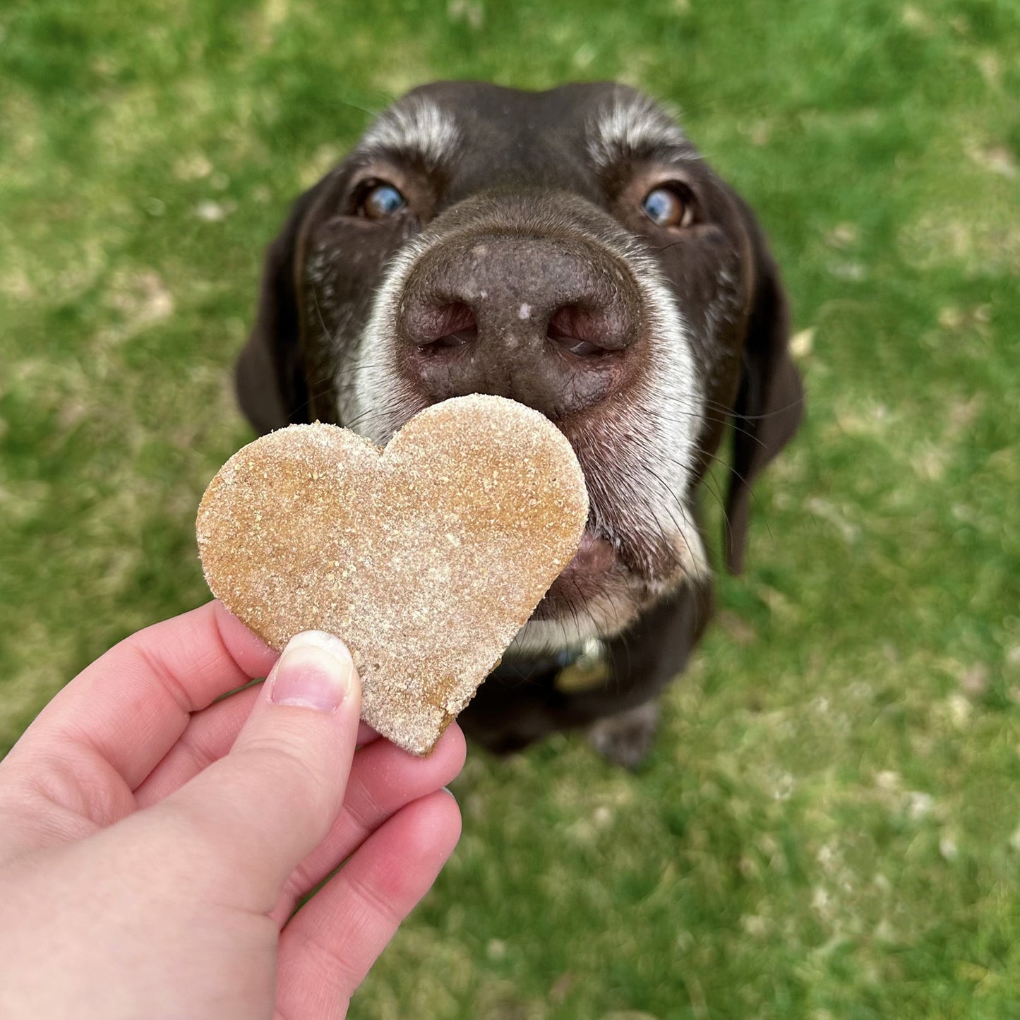 Doggy Desserts Book