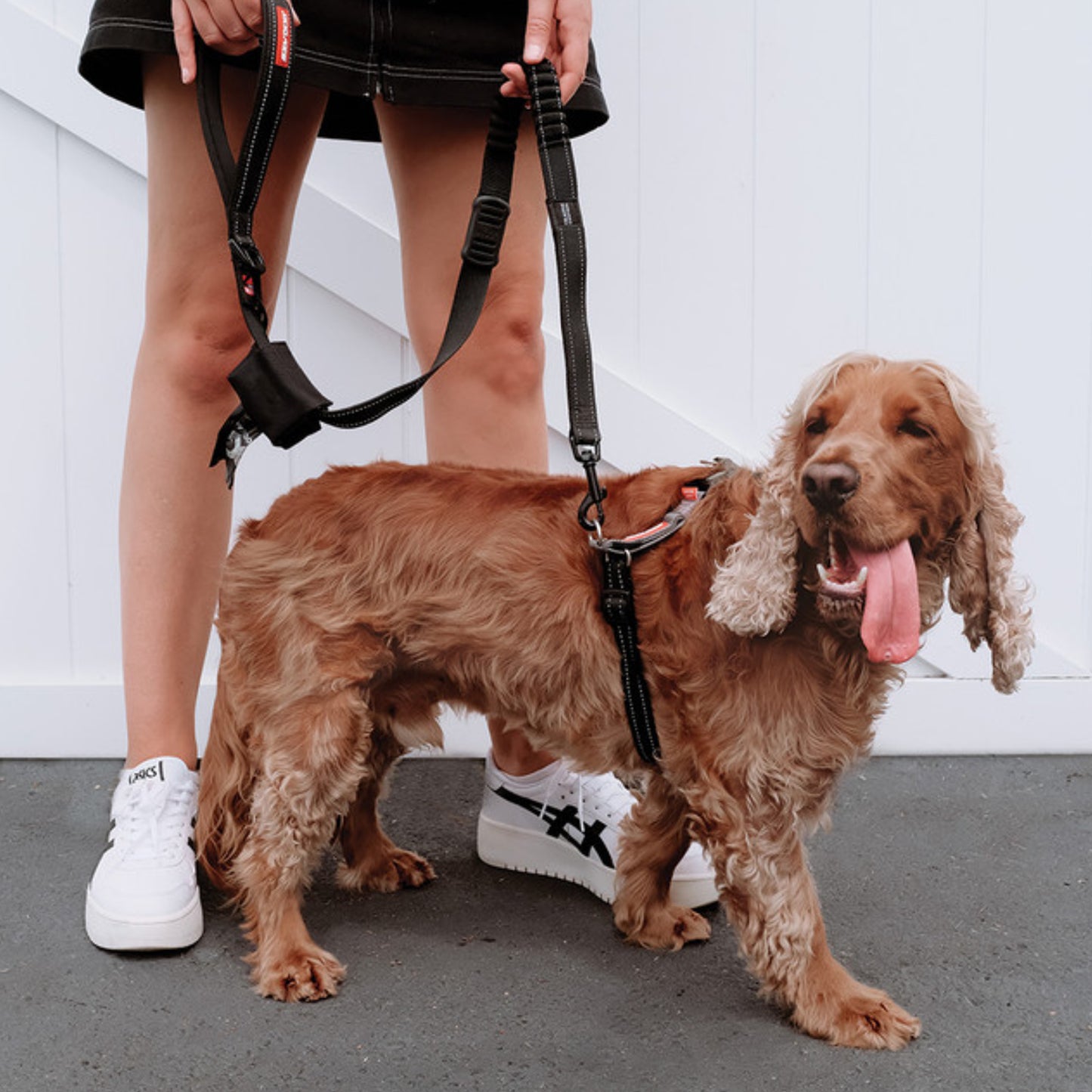 EzyDog Cross Check Training Harness
