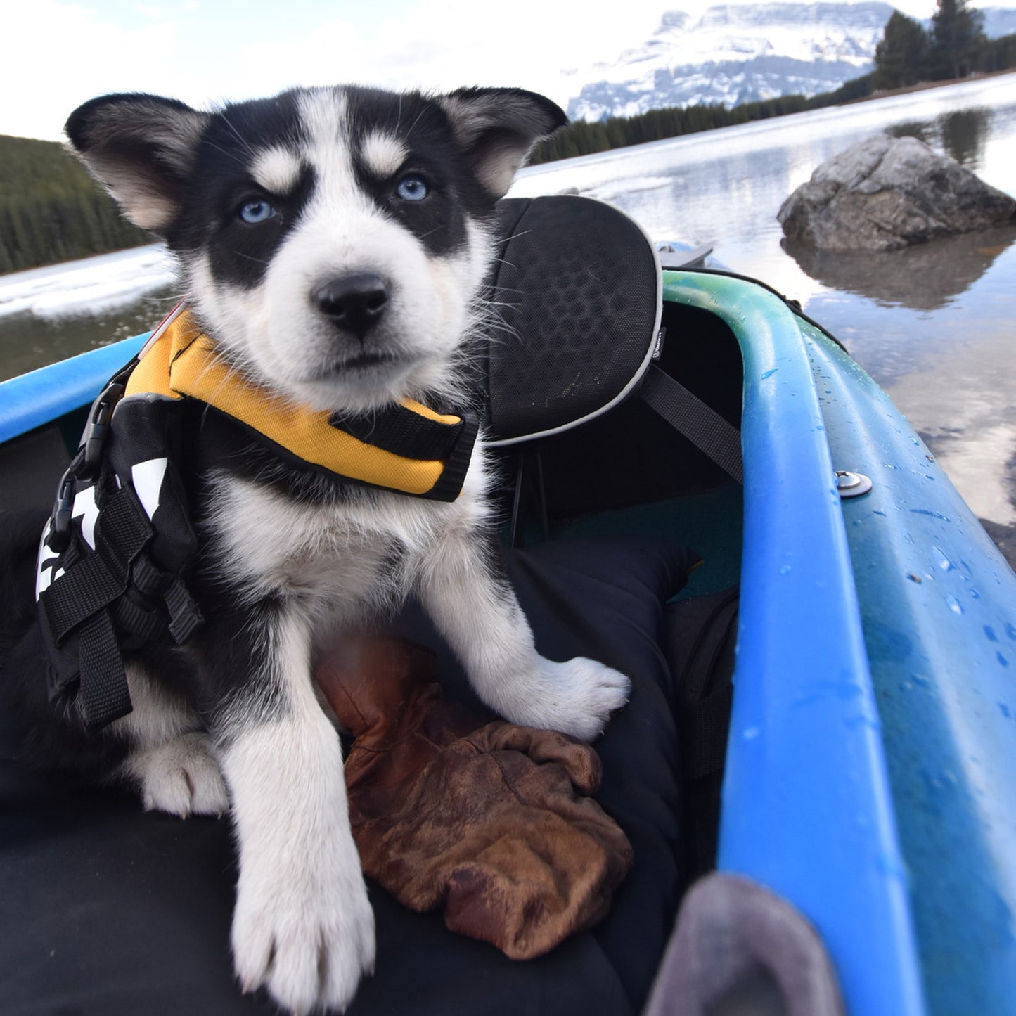 EzyDog Micro Dog Flotation Device