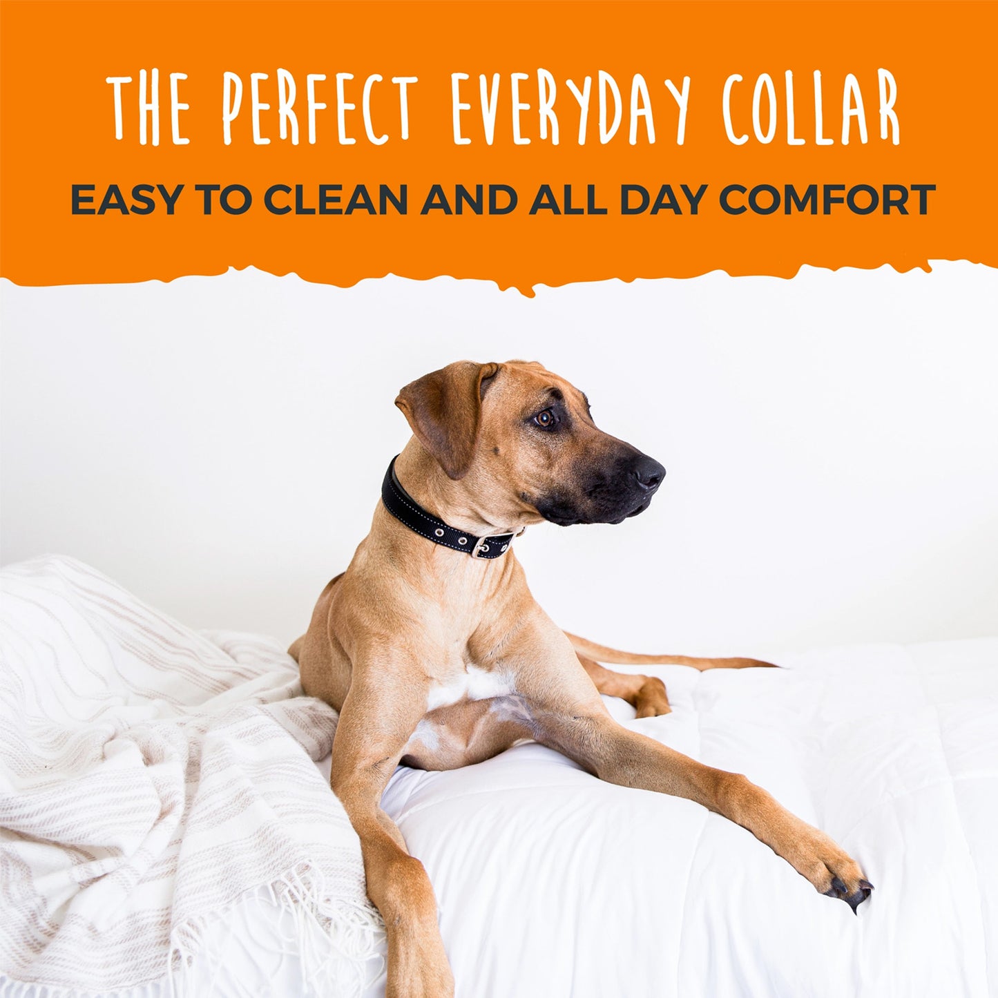 Mighty Paw Sport Collar 2.0 (Dog Collar)