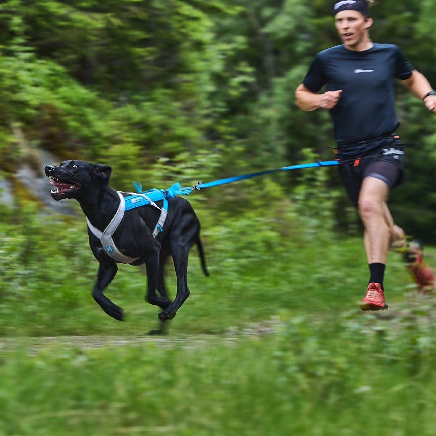 Bungee Leash for bikejoring canicross skijoring