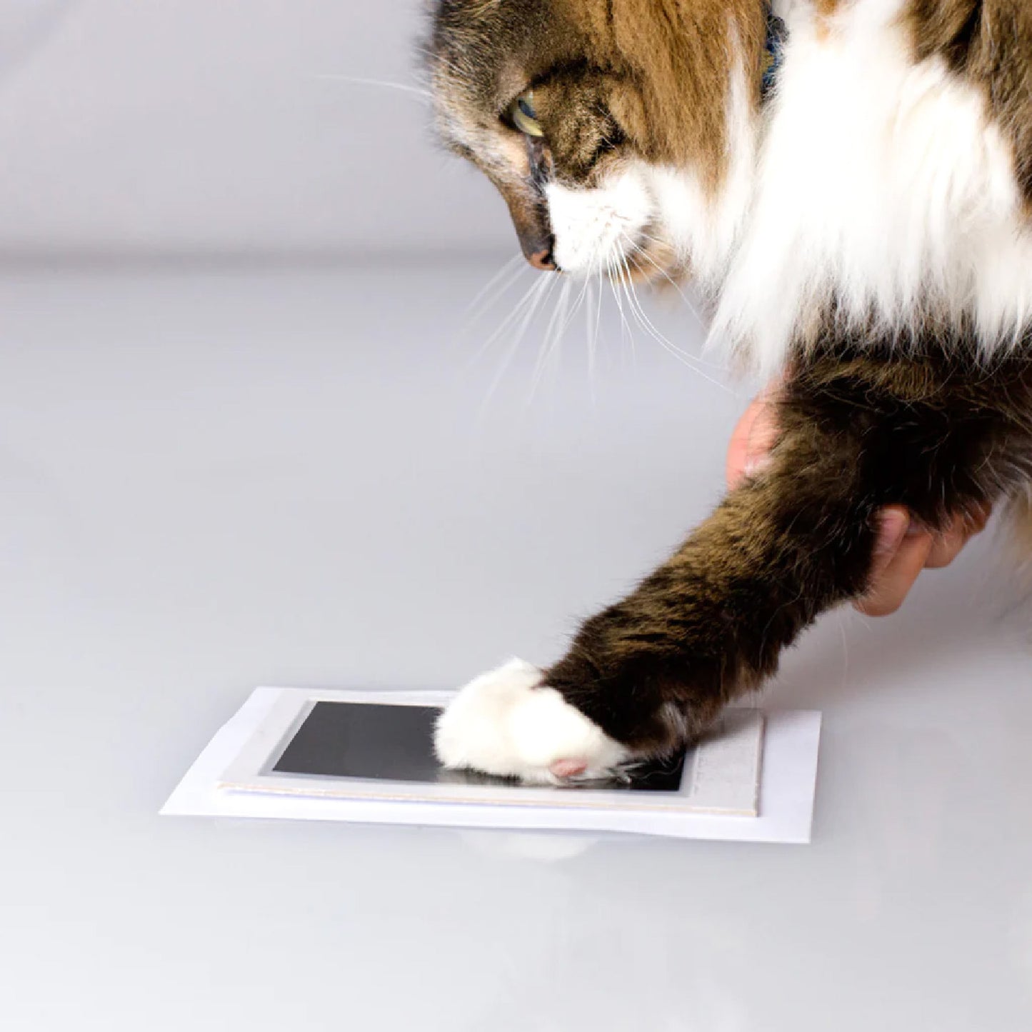 Pawprints Desk Frame - Ink