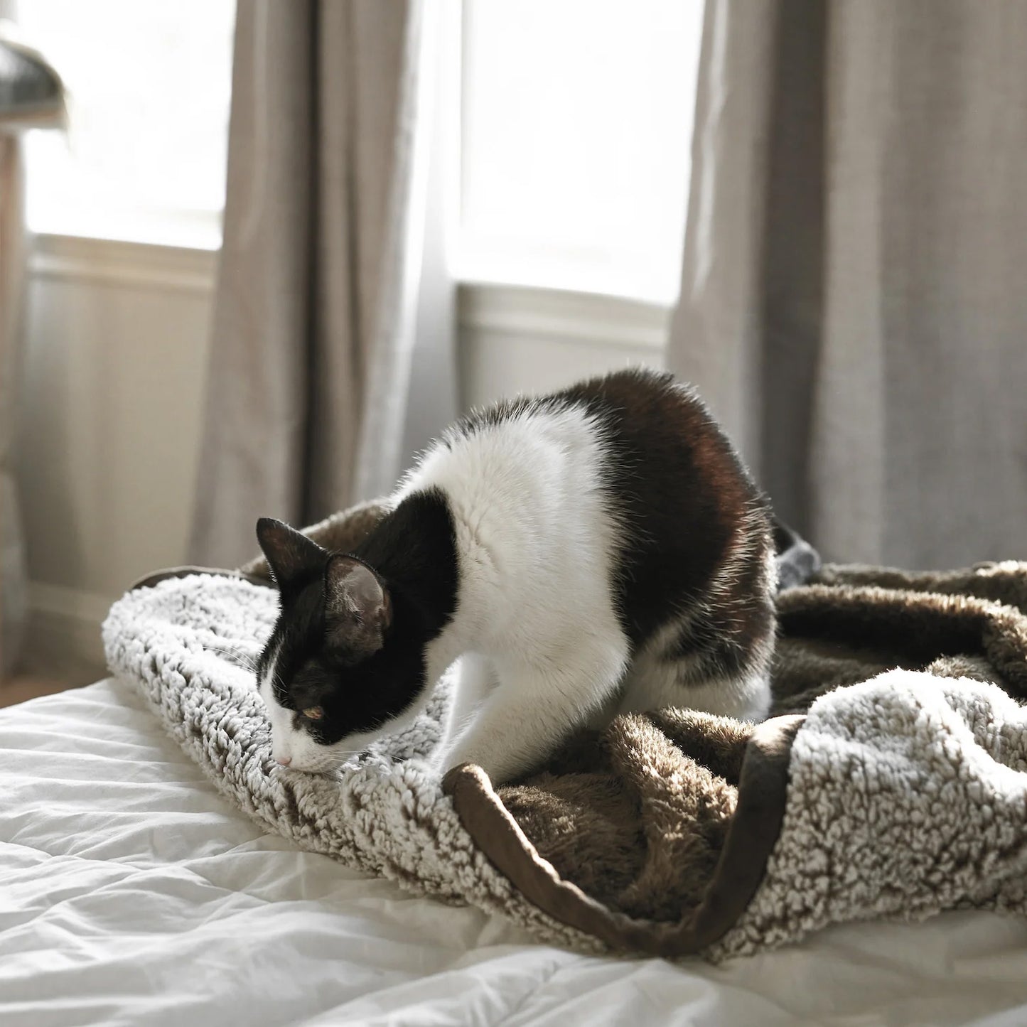 Pet Parents Pawtect® Blankets, Waterproof Pet Blankets