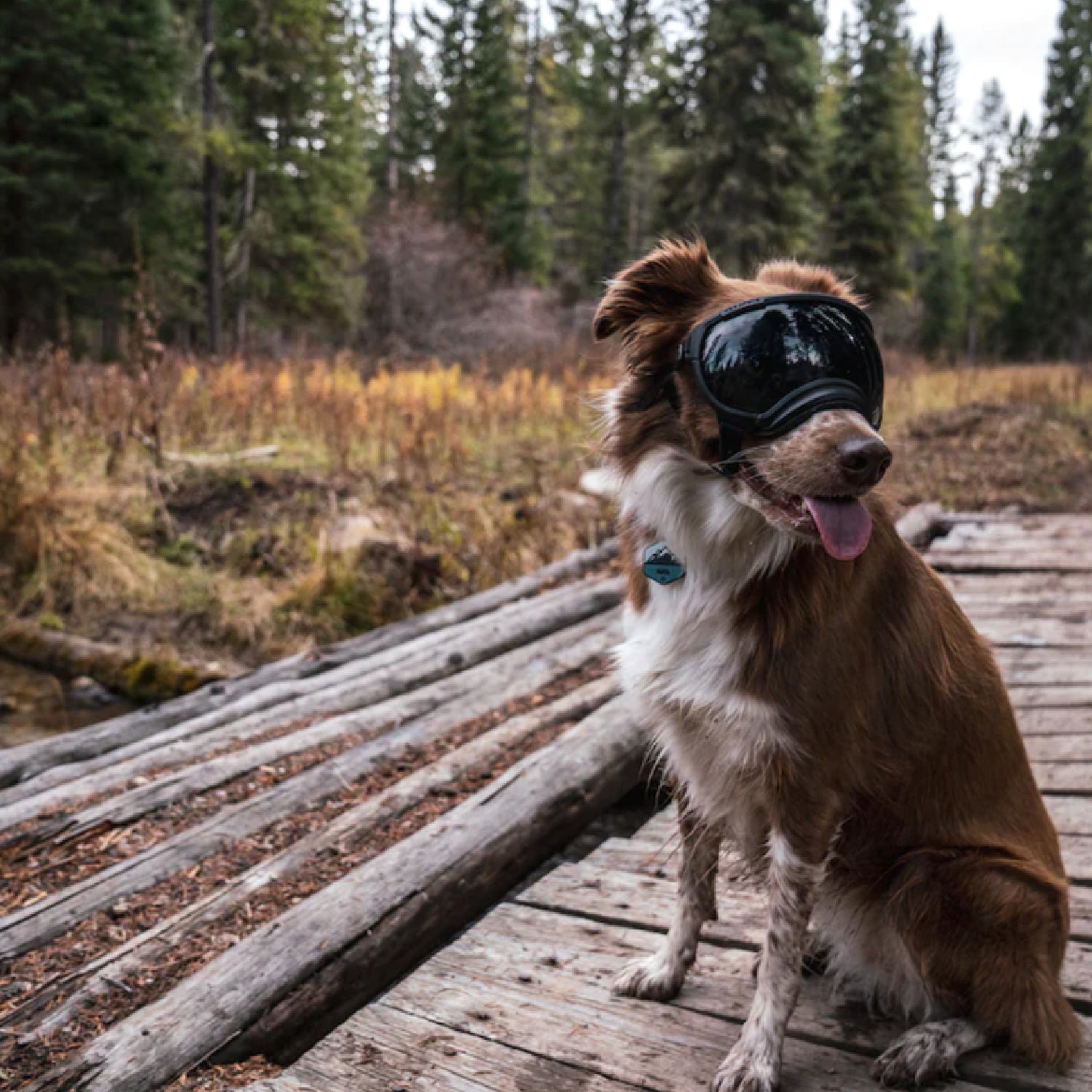 specs goggles Rex Specs V2 Dog Goggles - Coyote