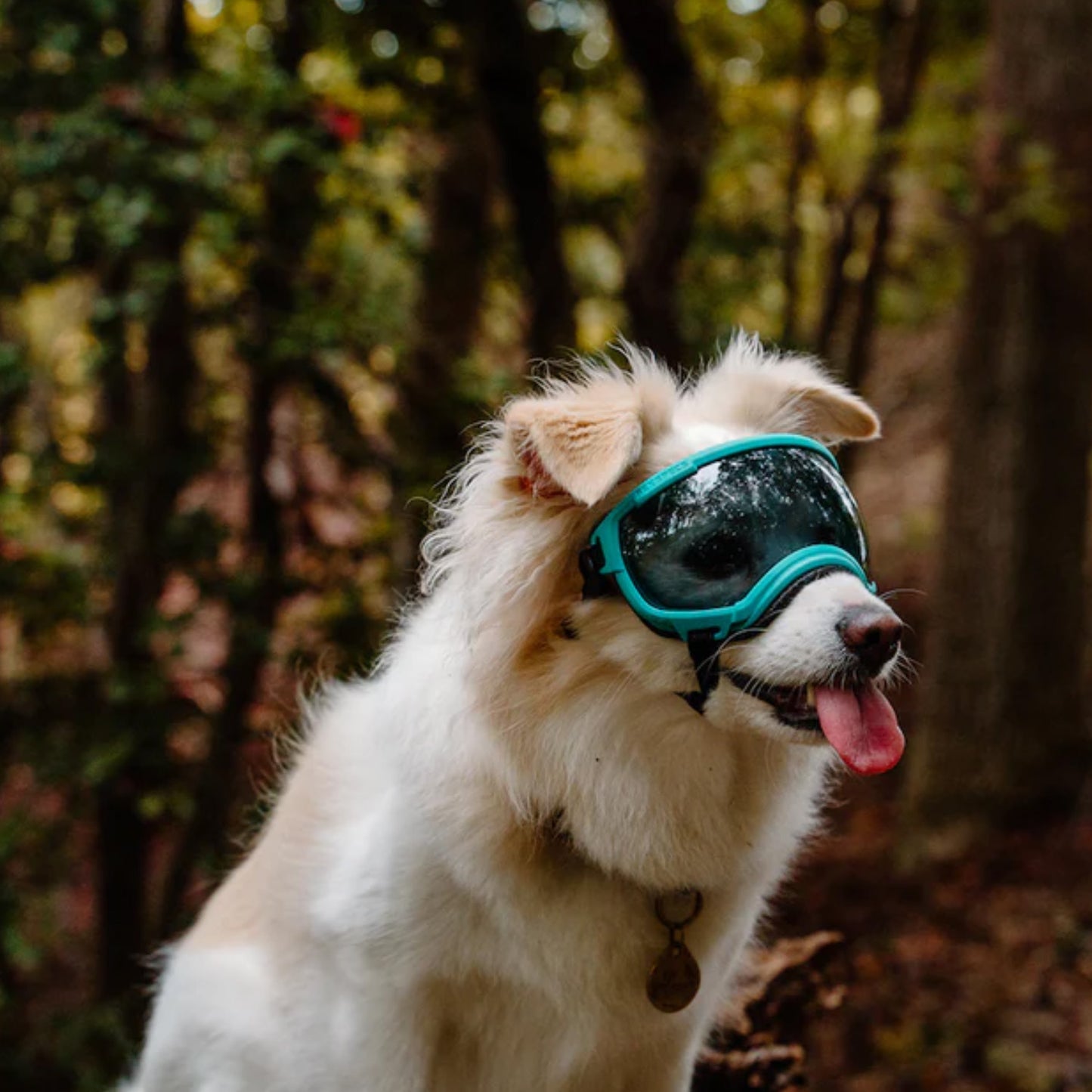 Rex Specs Goggles for Dogs V2