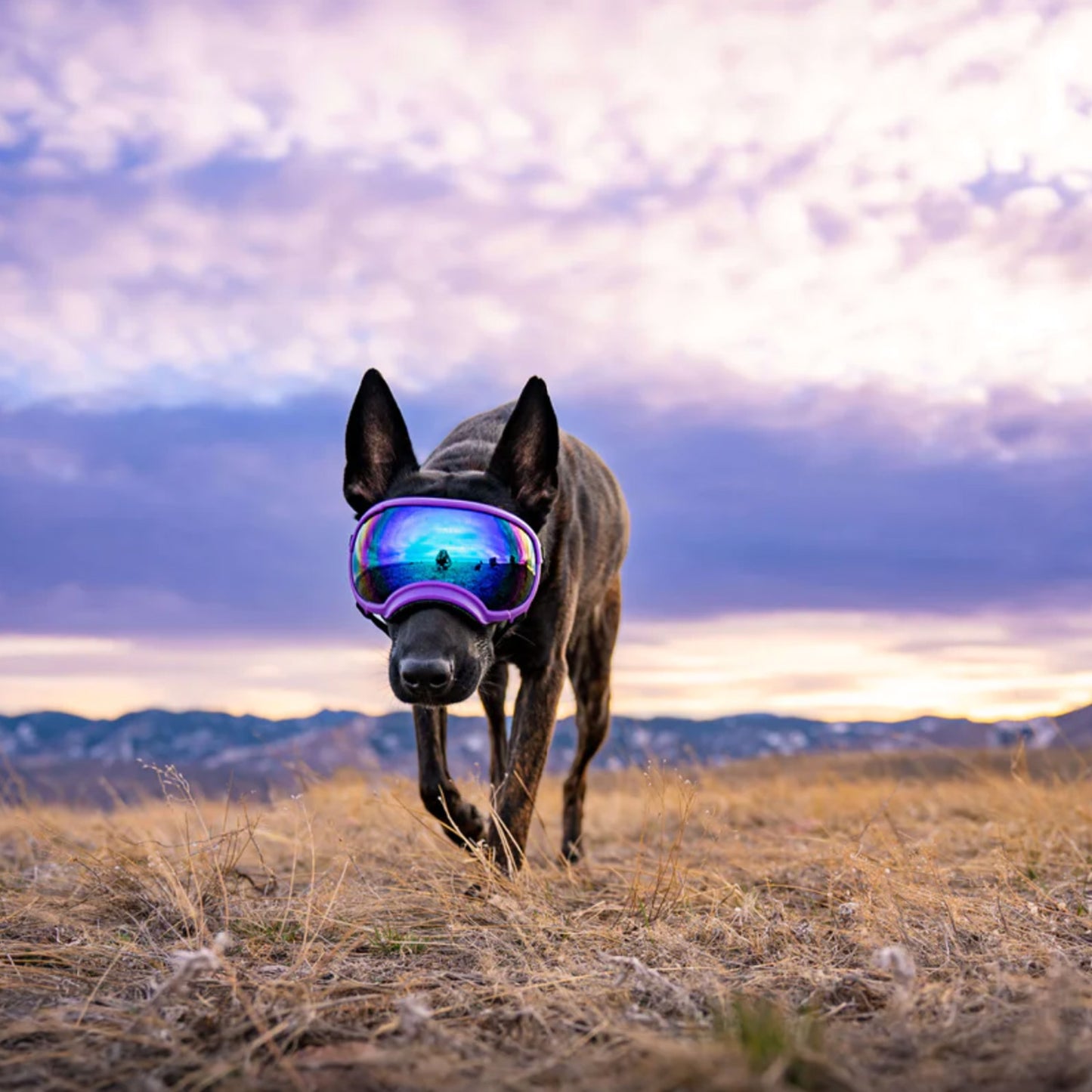 Rex Specs Goggles for Dogs V2