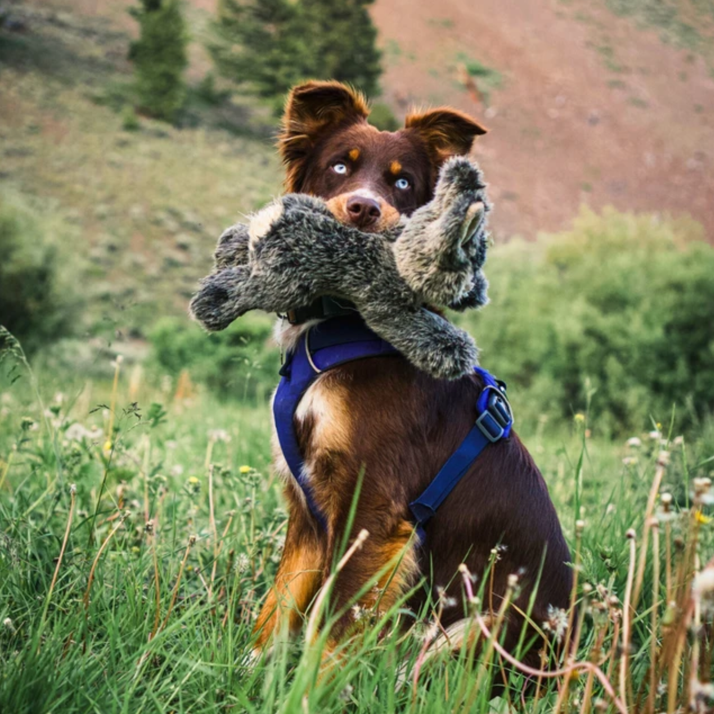 Fluff and Tuff Walter Wabbit