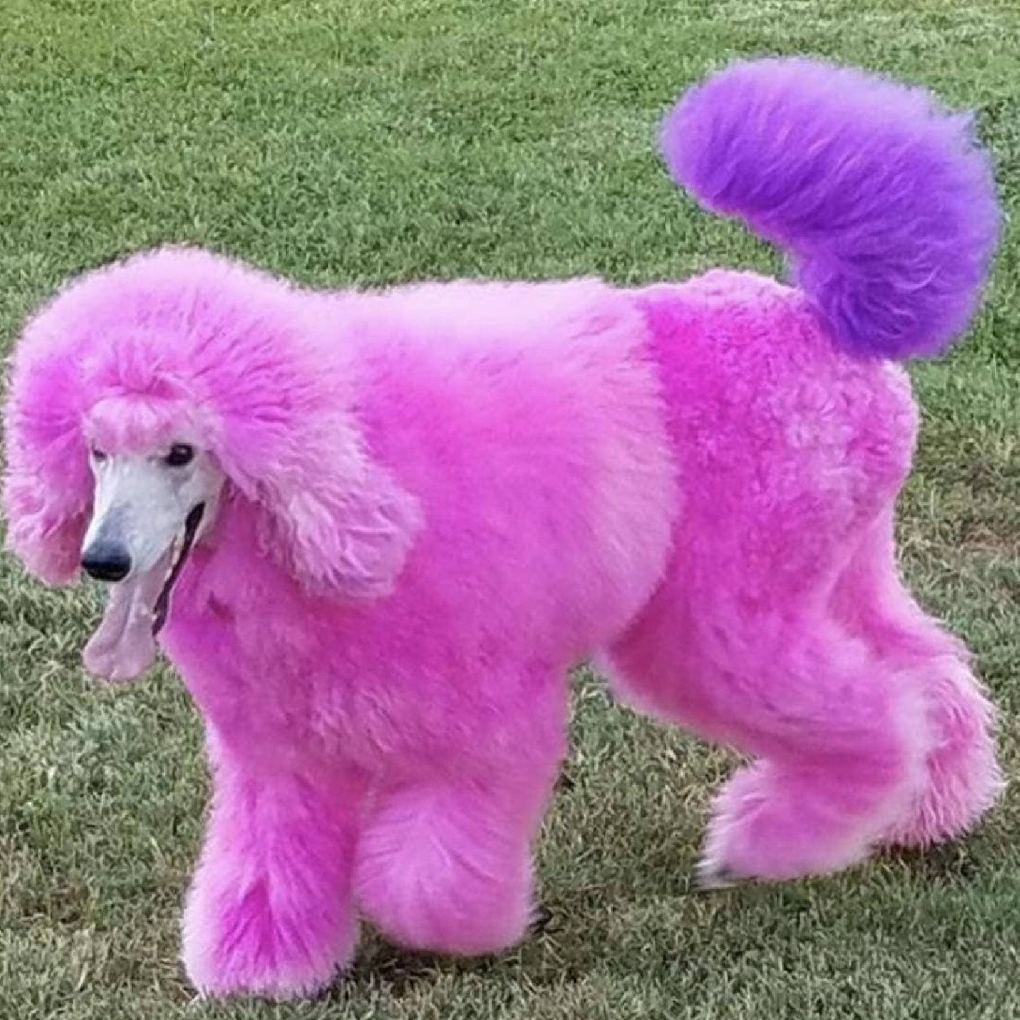 Critter Color - Temporary Fur Coloring