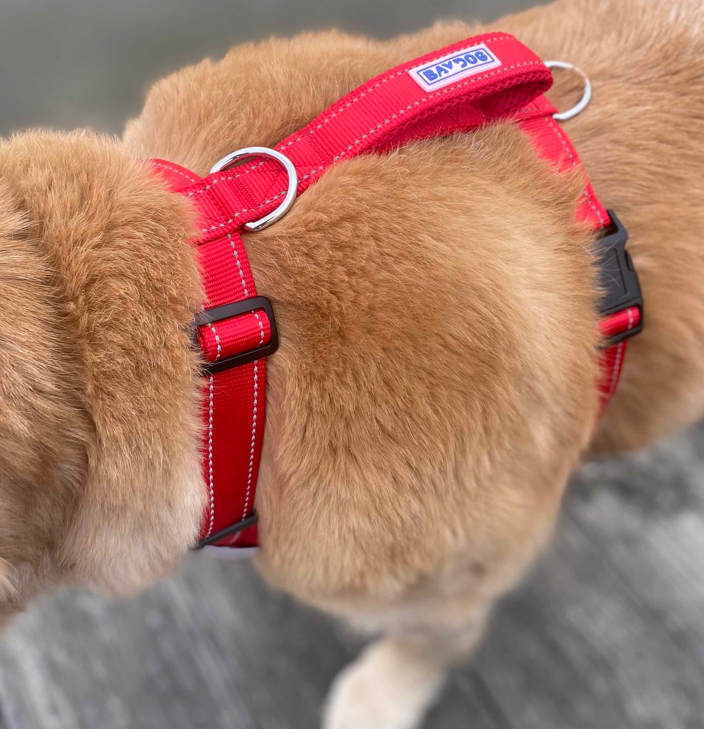 Chesapeake Harness by BAYDOG