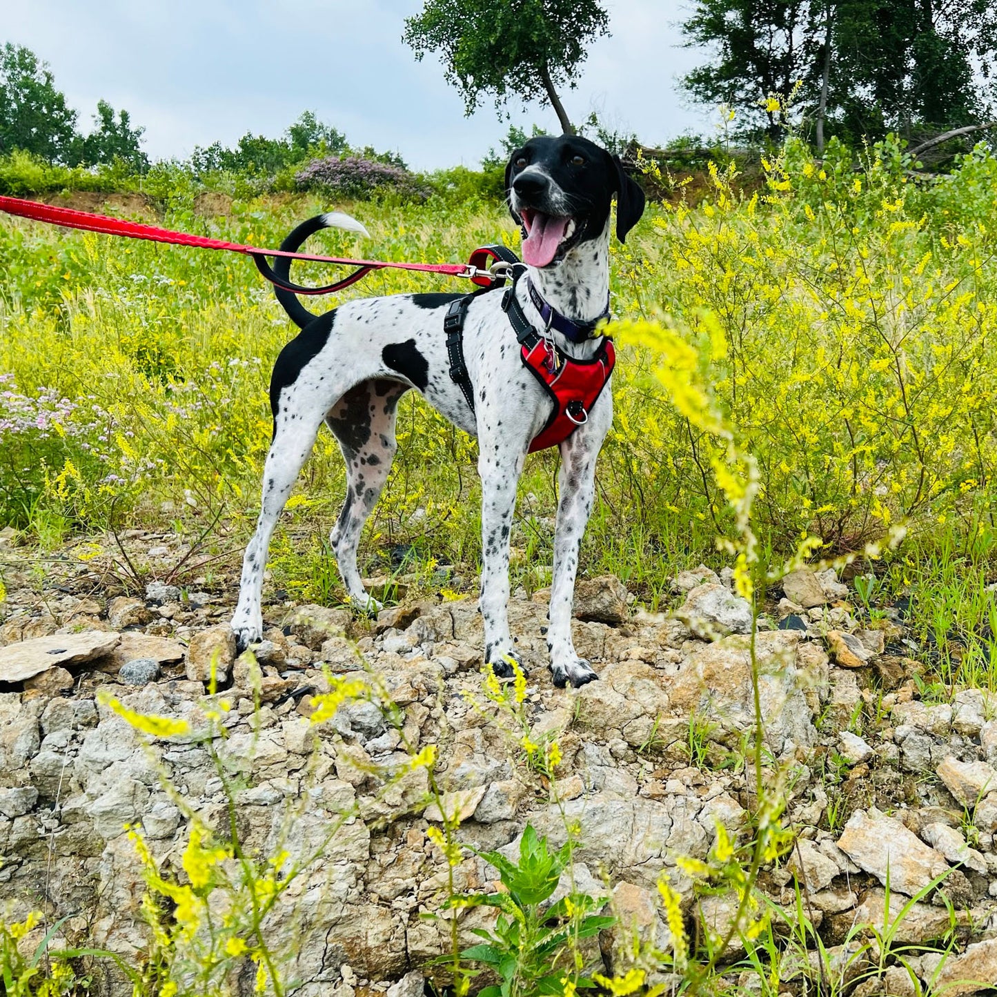 Chesapeake Harness by BAYDOG