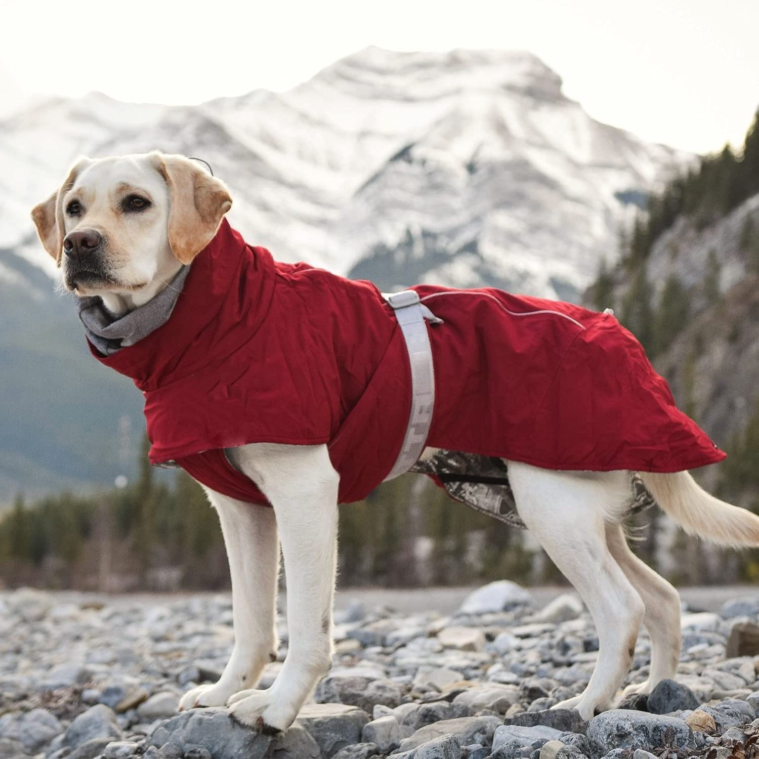 extreme dog gear Extreme Warmer 2 ECO Dog Coat – Hiking Dog Co