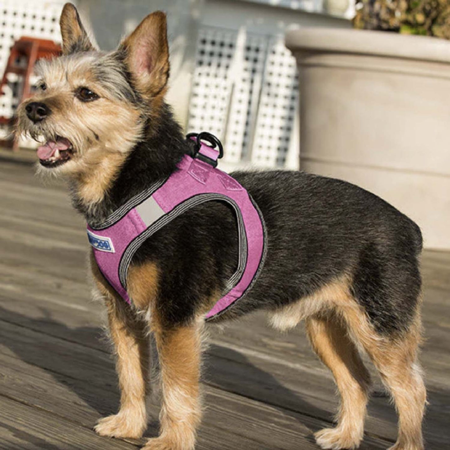 Liberty Bay Harness