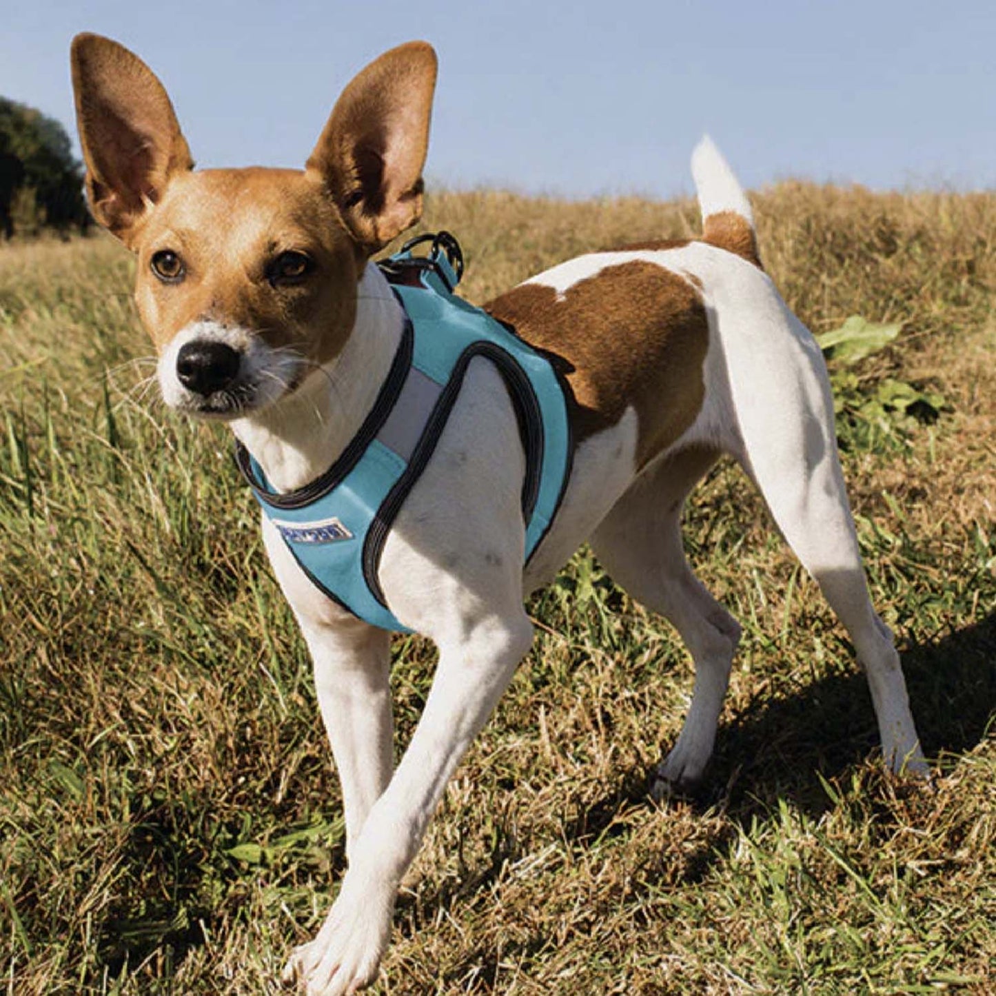 Liberty Bay Harness