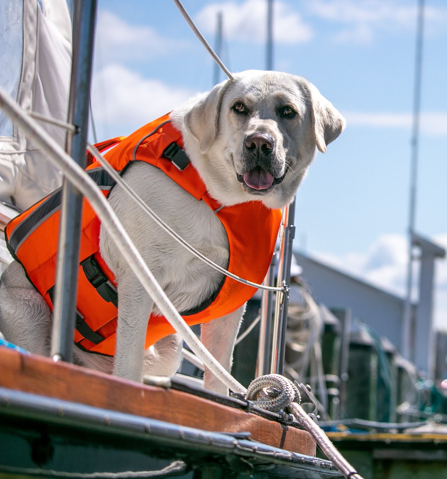 Monterey Bay LifeJacket for Dogs