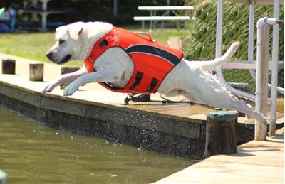 Monterey Bay flotation vest for dogs in blaze orange.