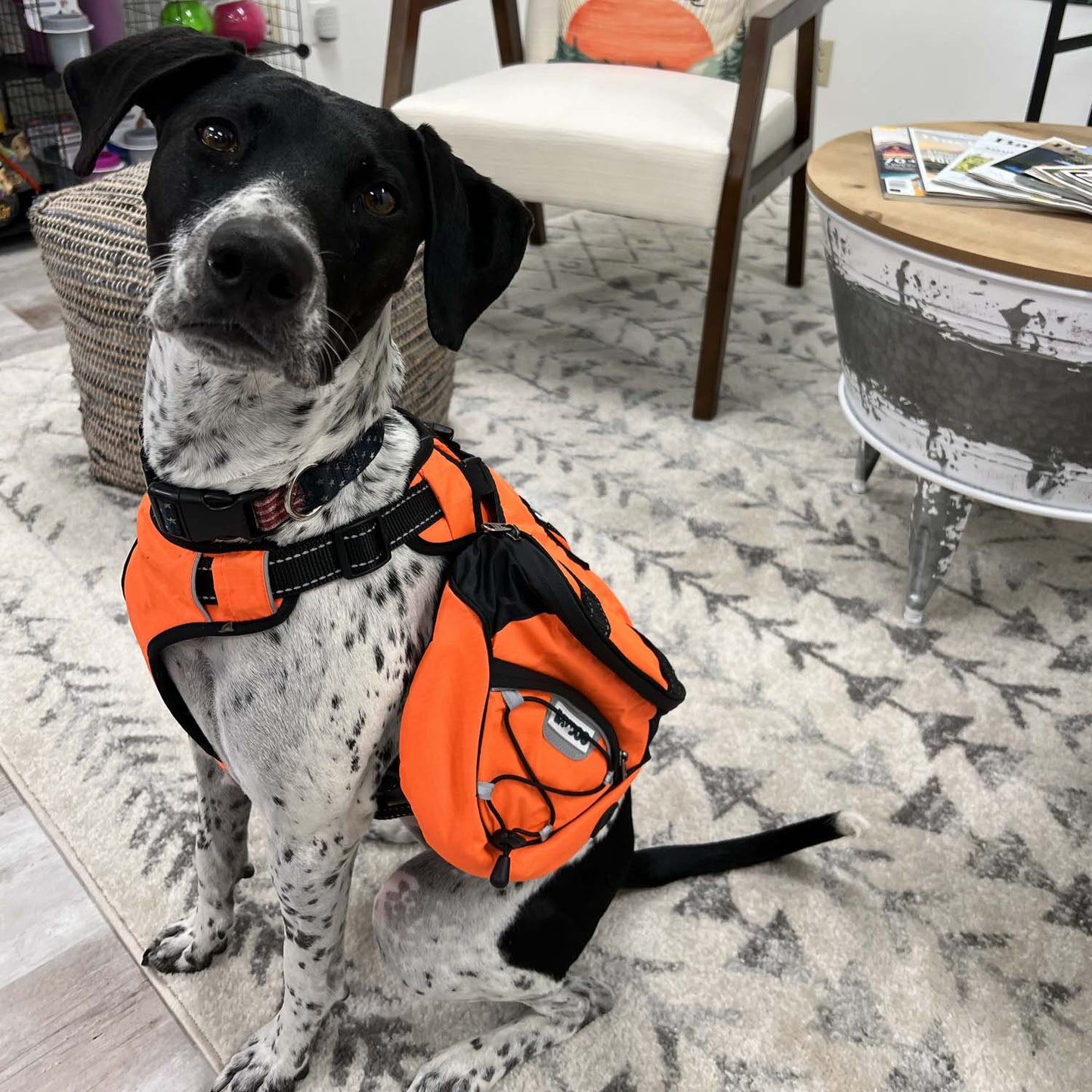 Saranac Backpack for Dogs by BAYDOG