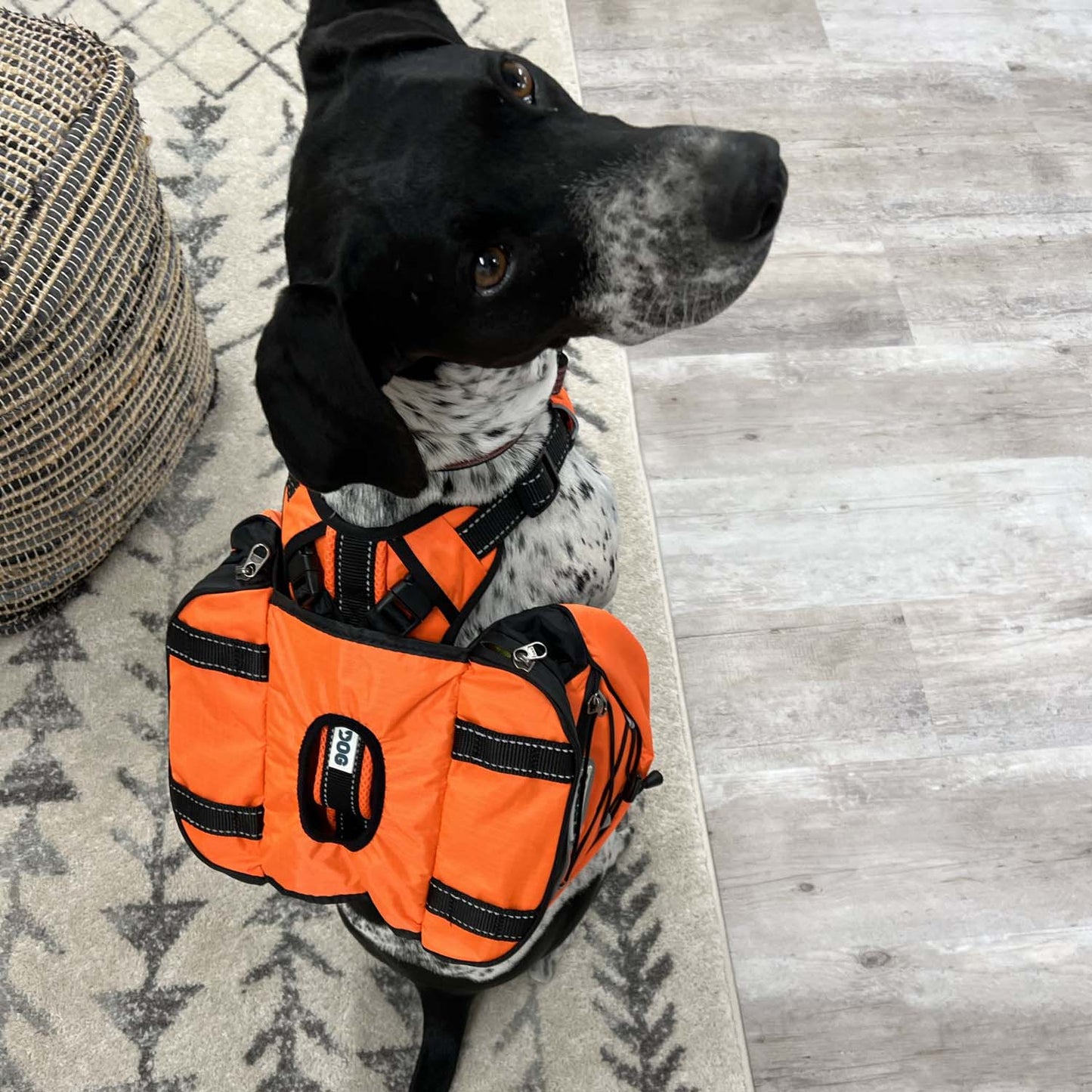 Saranac Backpack for Dogs by BAYDOG