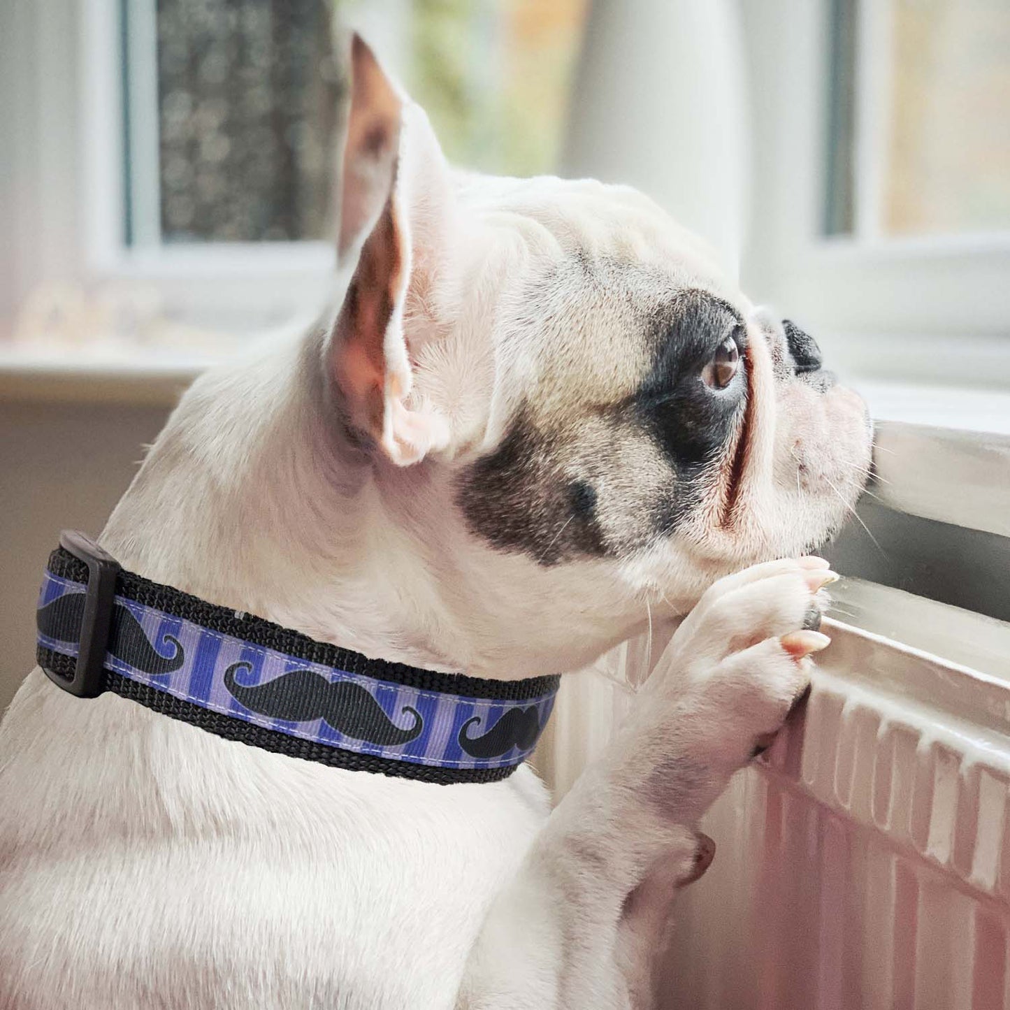 Blue Mustache Collar