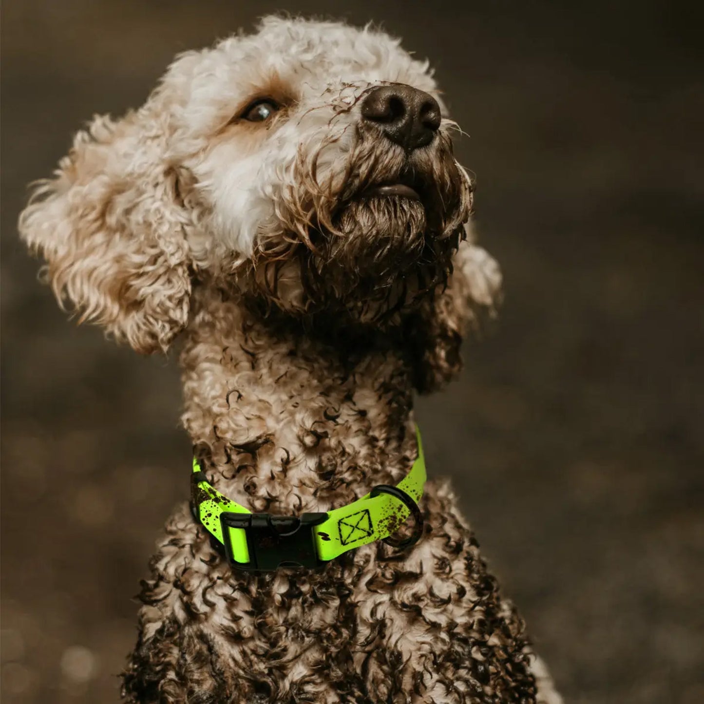 Biothane Waterproof Dog Collar by Dogline