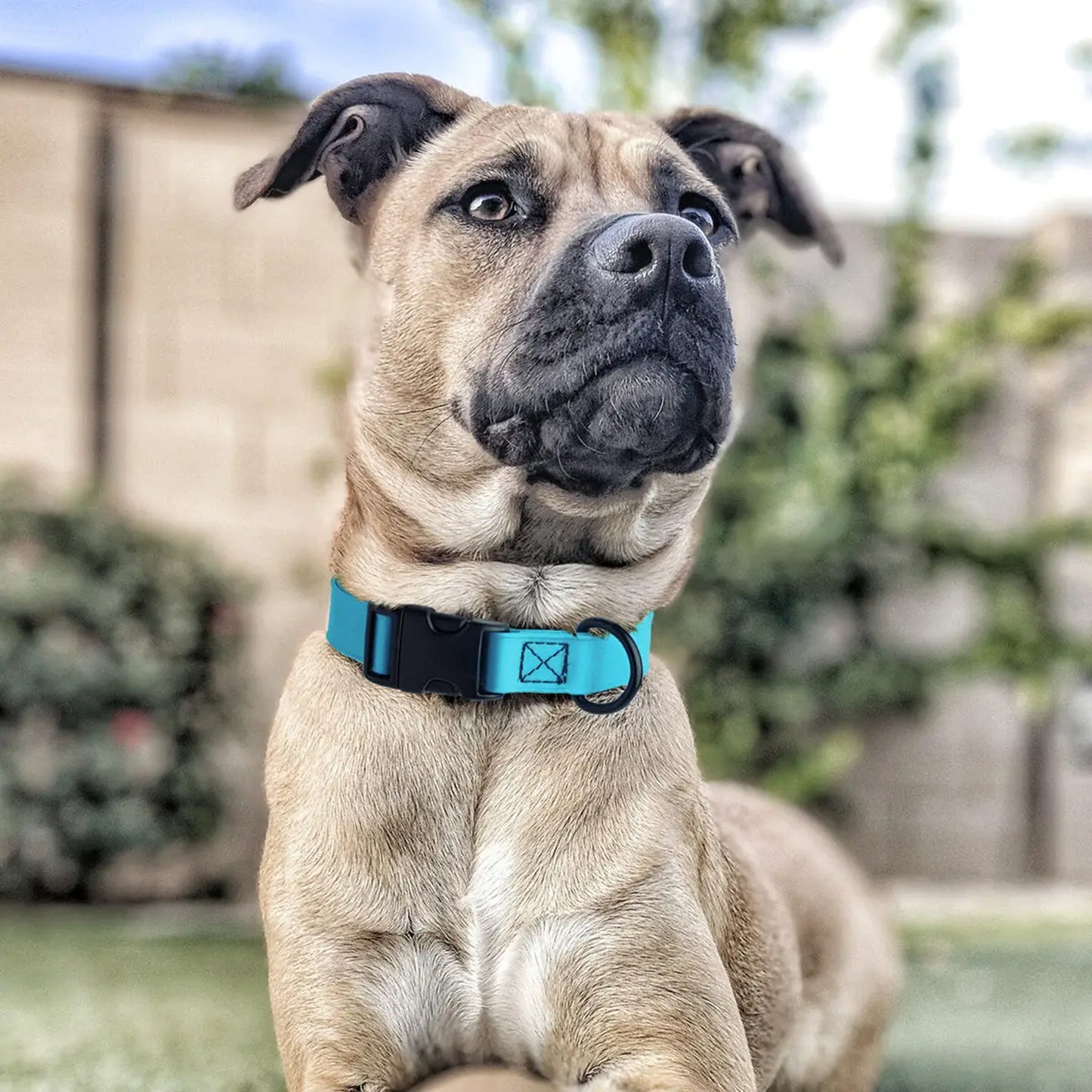 Biothane Waterproof Dog Collar by Dogline