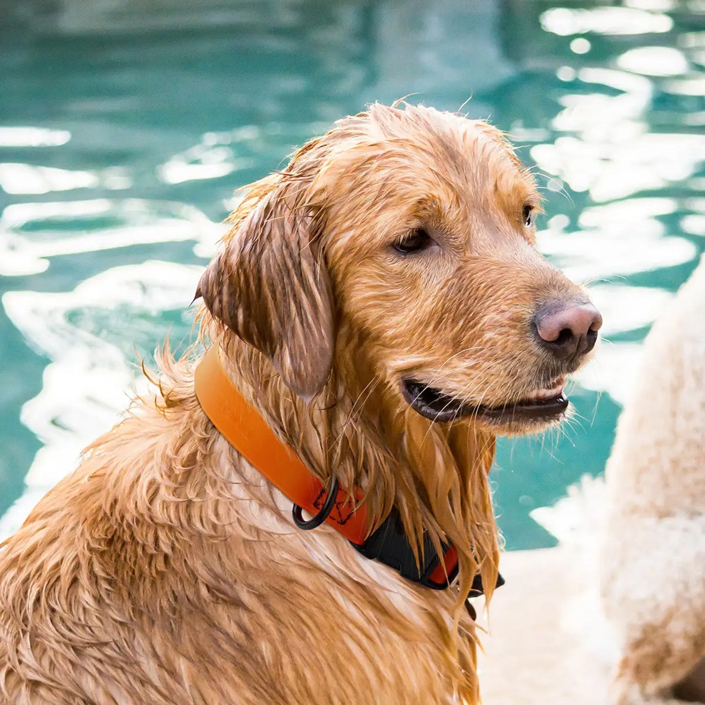 Biothane Waterproof Dog Collar by Dogline