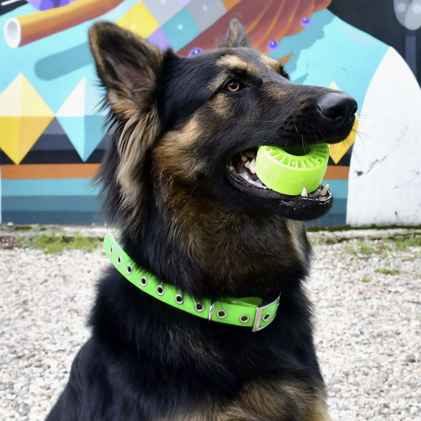 Interactive Tire Dog Toy