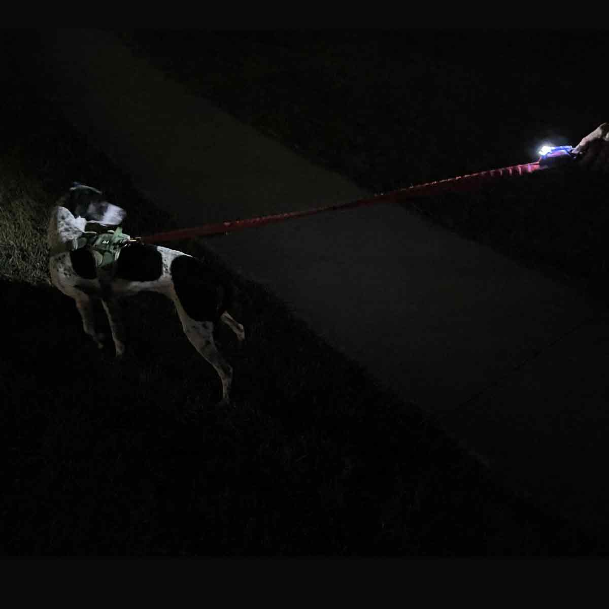 LeashLit LED Micro Flashlight for Leash