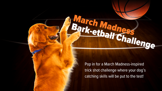 March 16 - March Madness Bark-etball Challenge