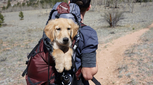 The Ultimate Guide of Dog Hiking Gear