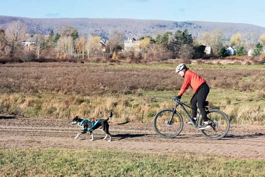 Unleashing the Thrills of Bikejoring: The Ultimate Adventure Sport for You and Your Furry Friend