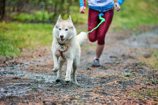 Discover Canicross: The Adventure Sport Where Your Dog Leads the Way!