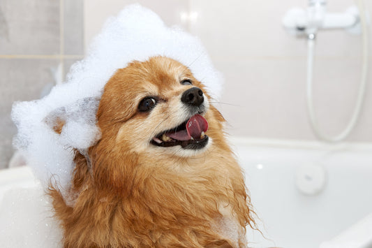 Grooming Tips