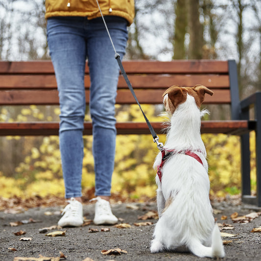 Paws and Play: Mastering Commands with Your Furry Friend on Neighborhood Walks