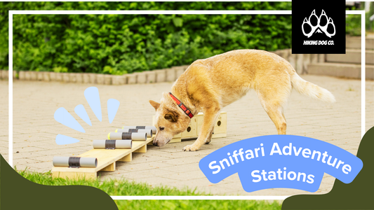 August 3 - Sniffari Adventure Stations