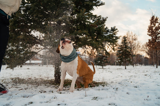 Winter outdoor activities for you & your dog