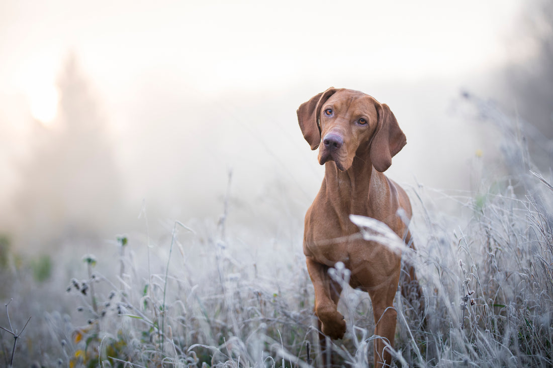 Protect your dog from hypothermia and frostbite