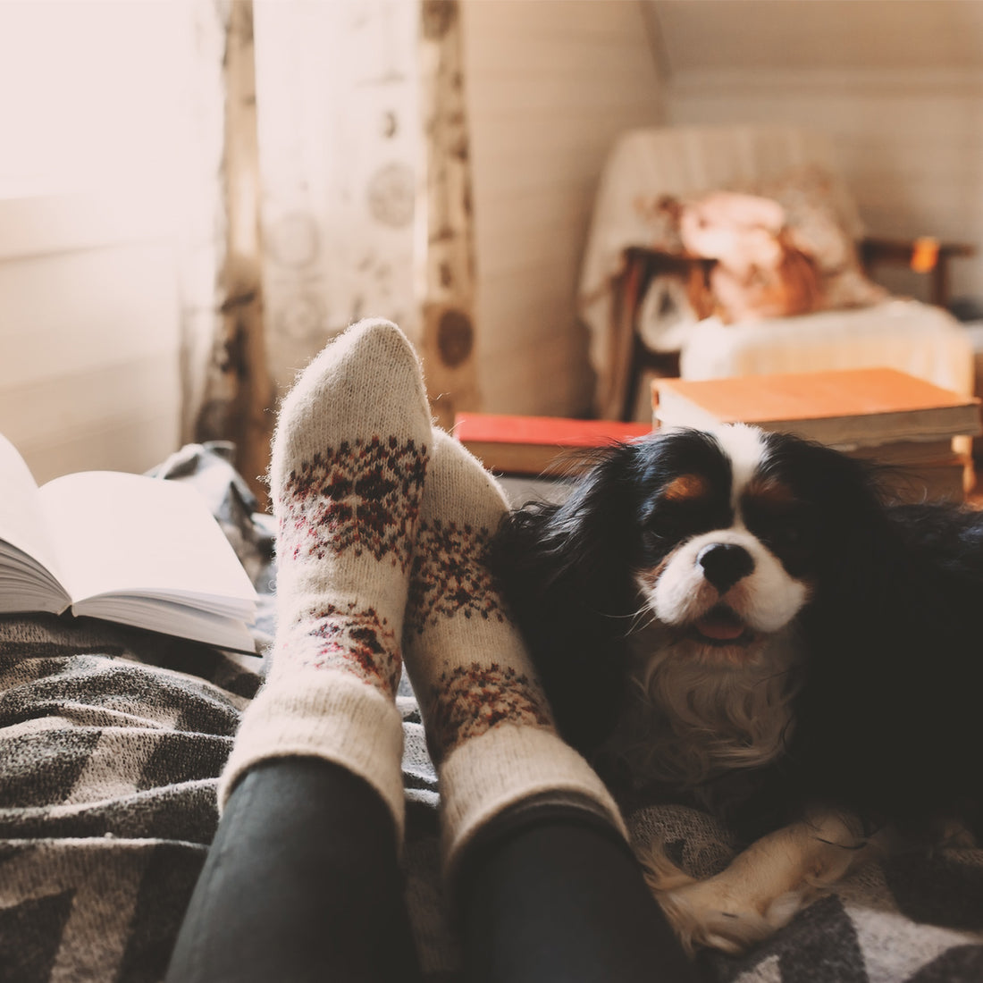 10 Indoor activities to do with your dog