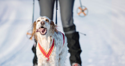 Discover Skijoring: A Winter Wonderland Adventure with Your Dog