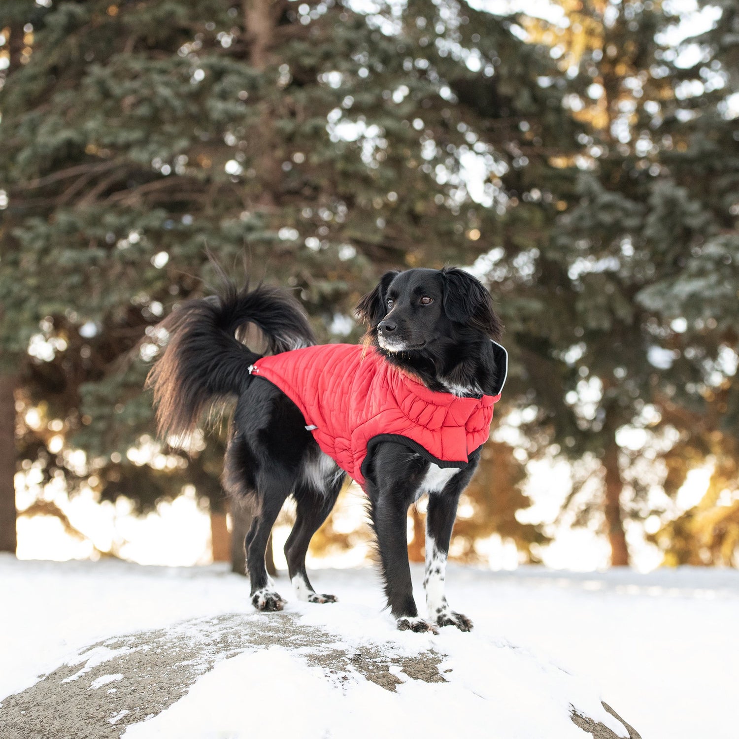 Cold Weather Dog Gear