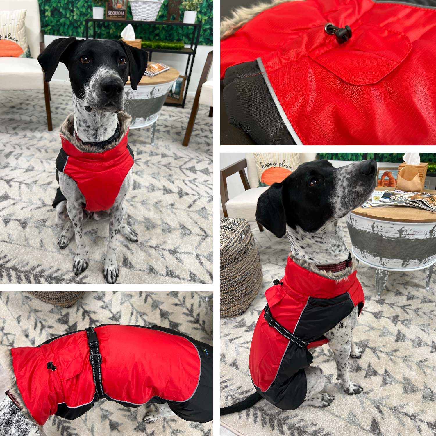 A black & white GSP dog wearing a red & black Alpine All Weather Dog Coat.  