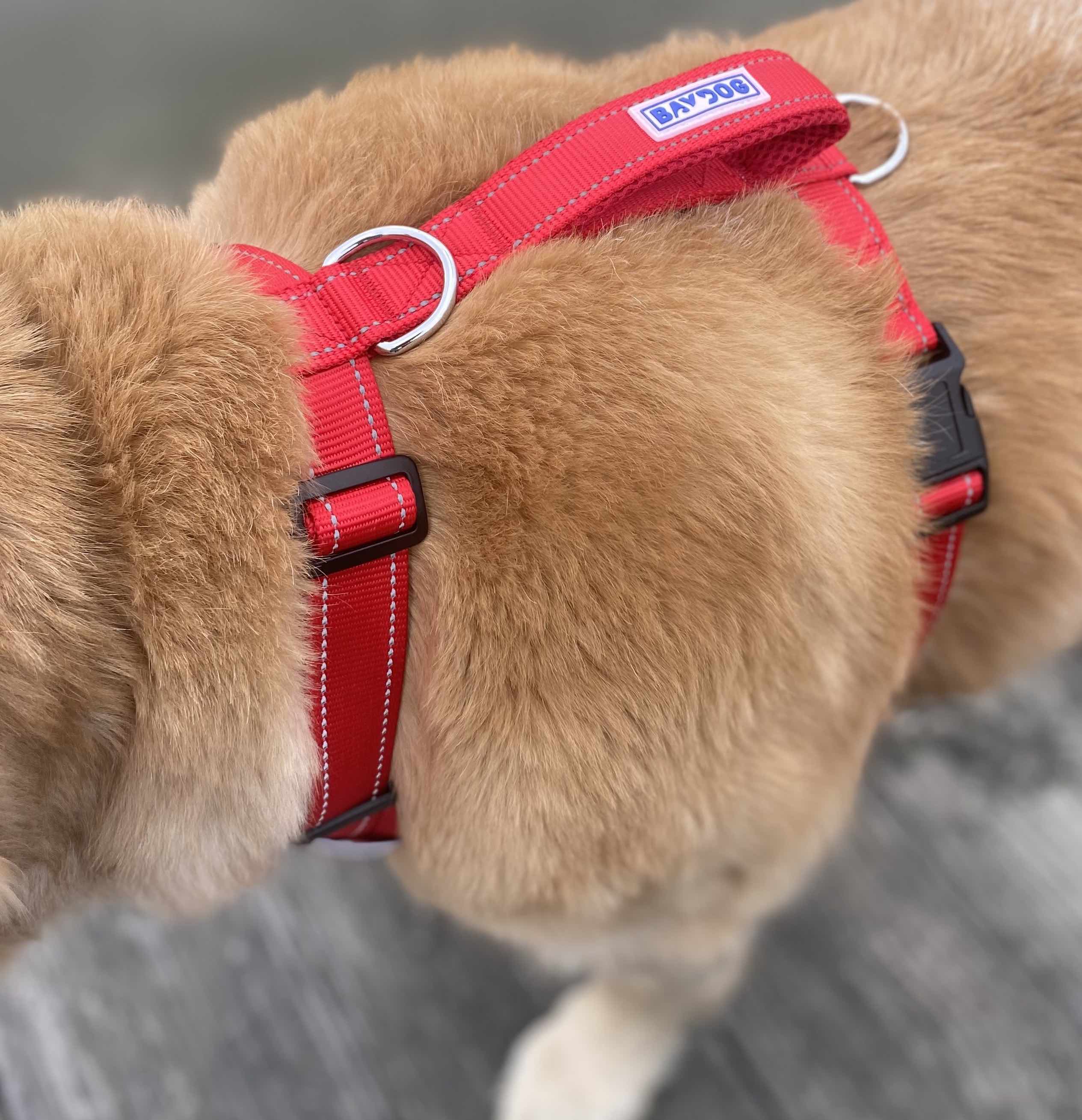 Close up view of a red Baydog Chesapeake no-pull dog harness on a medium size shiba inu dog.